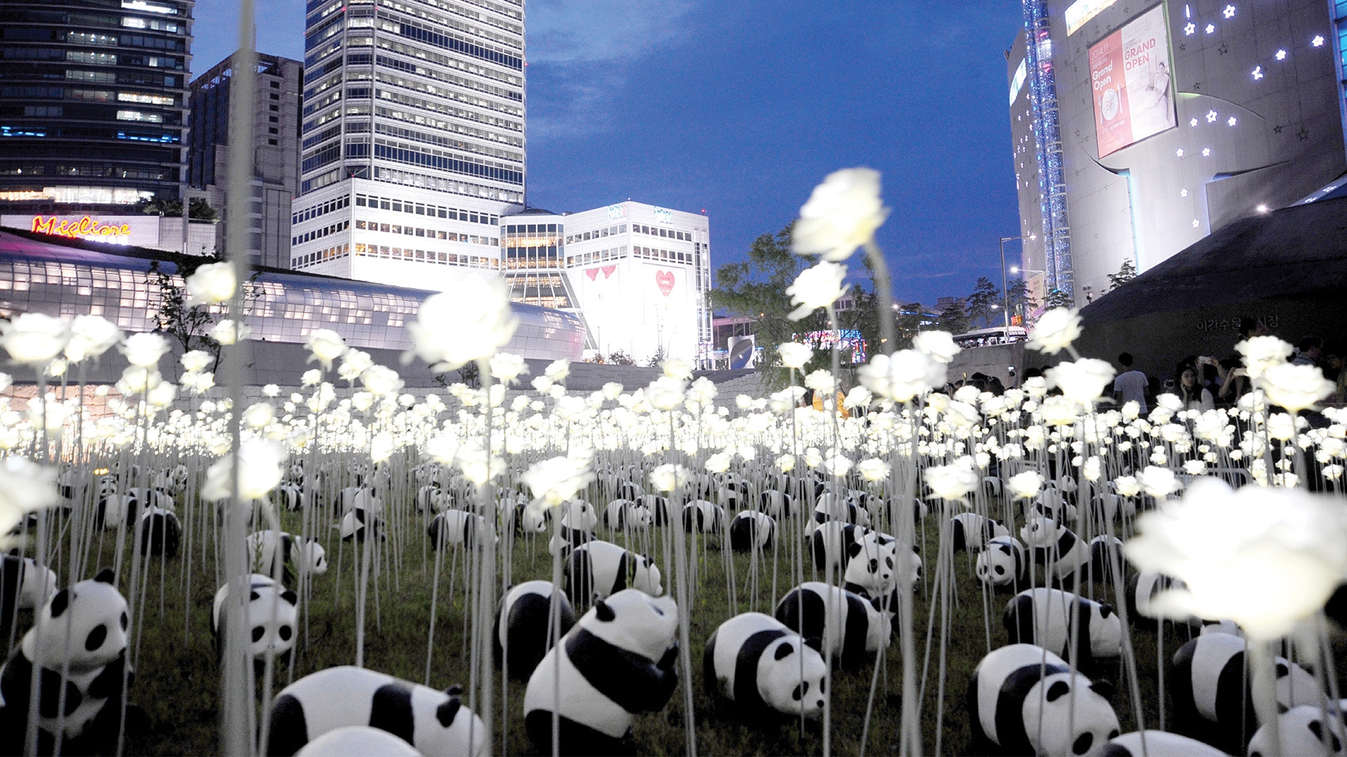 1600 PANDAS+ WORLD TOUR