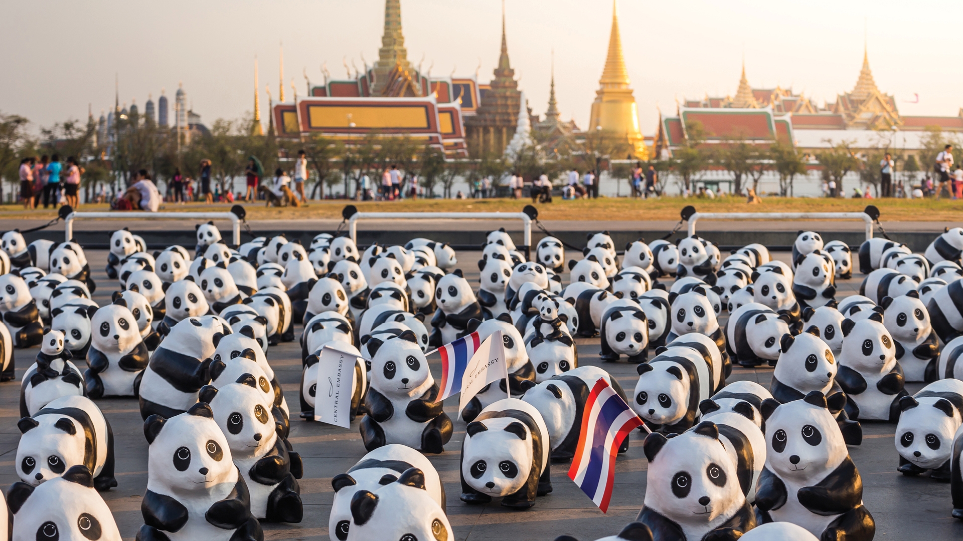 1600 PANDAS+ WORLD TOUR