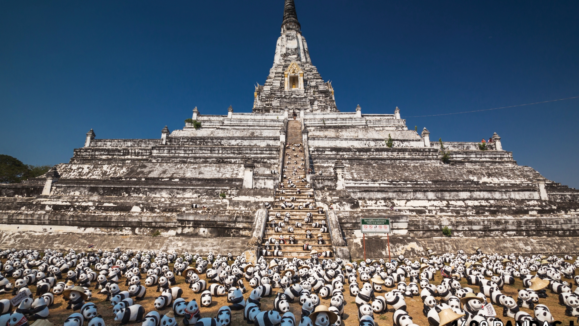 1600 PANDAS+ WORLD TOUR